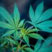 cbd produkter
